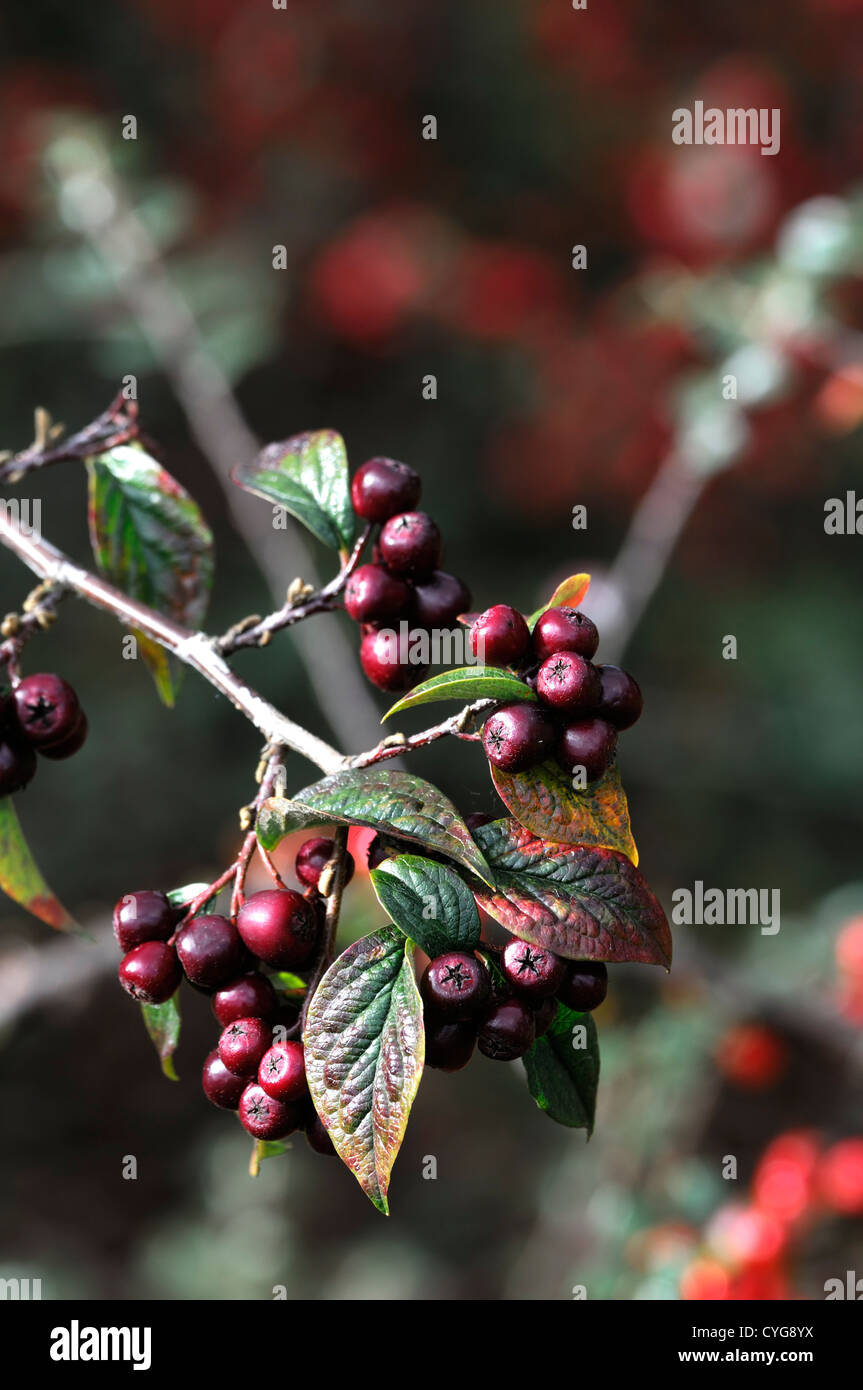Red berry tree hi-res stock photography and images - Alamy