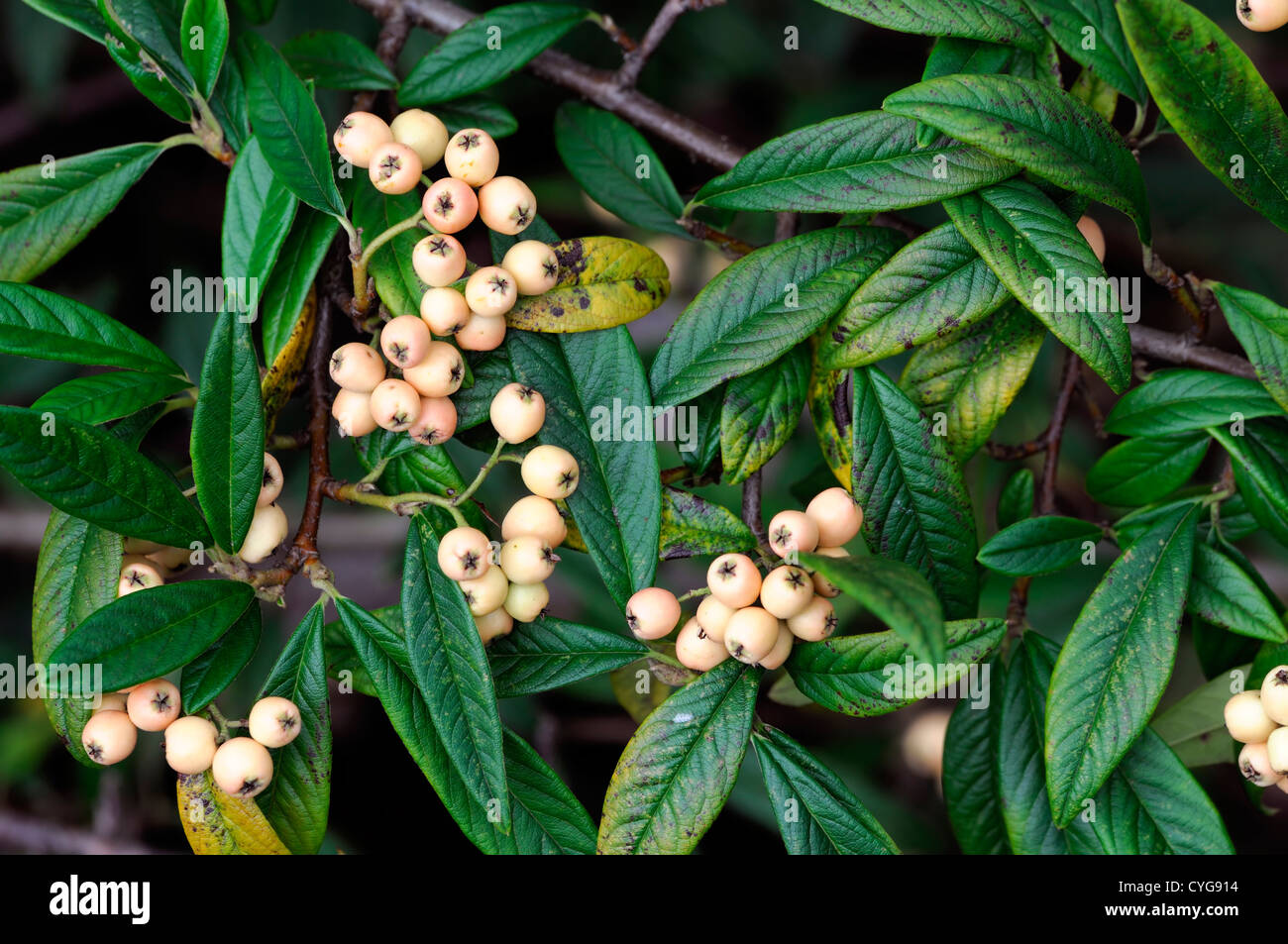 cotoneaster x watereri pink champagne autumn autumnal closeup yellow fruits berry berries green foliage leaves plant portraits Stock Photo