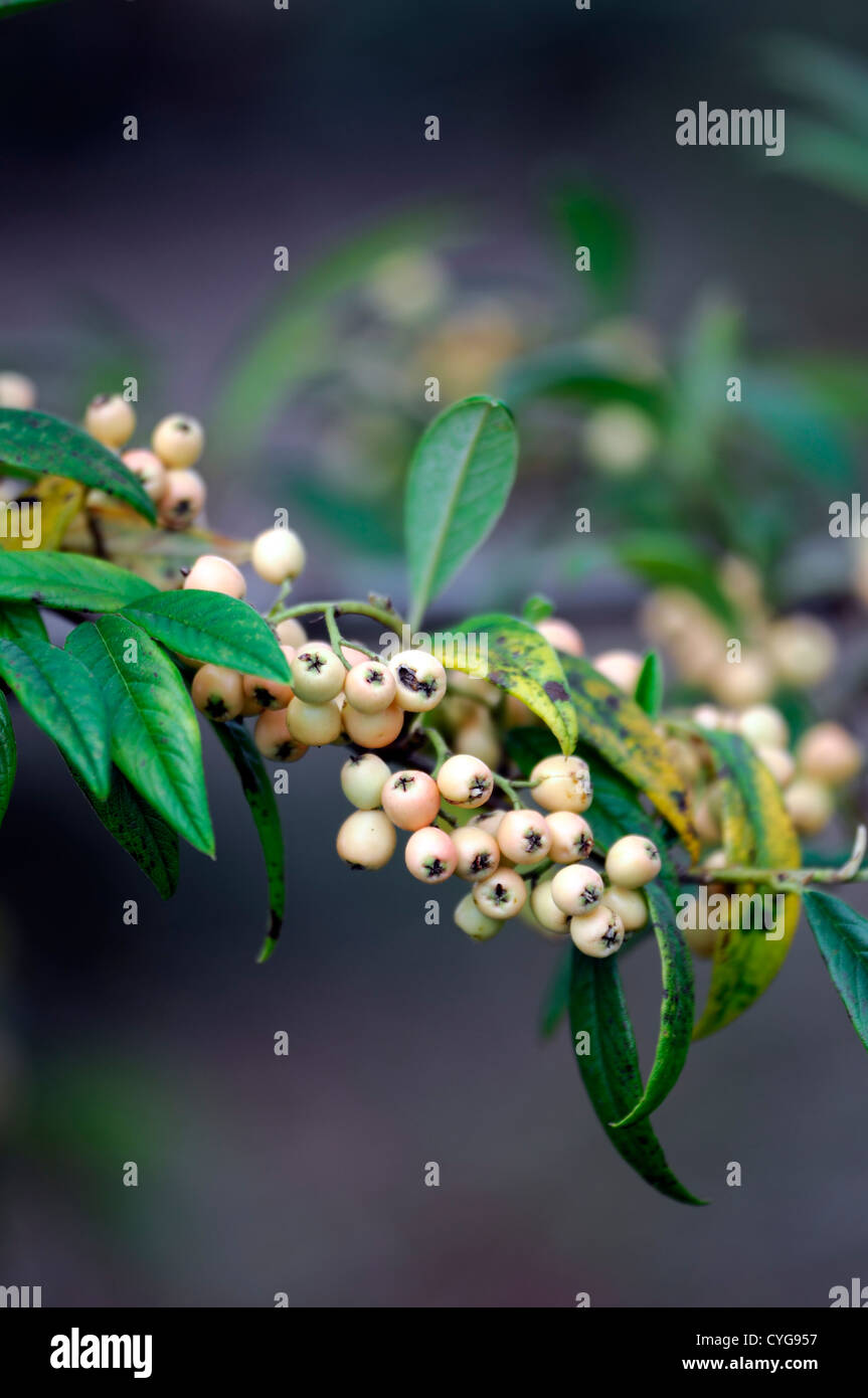 cotoneaster x watereri pink champagne autumn autumnal closeup yellow fruits berry berries green foliage leaves plant portraits Stock Photo