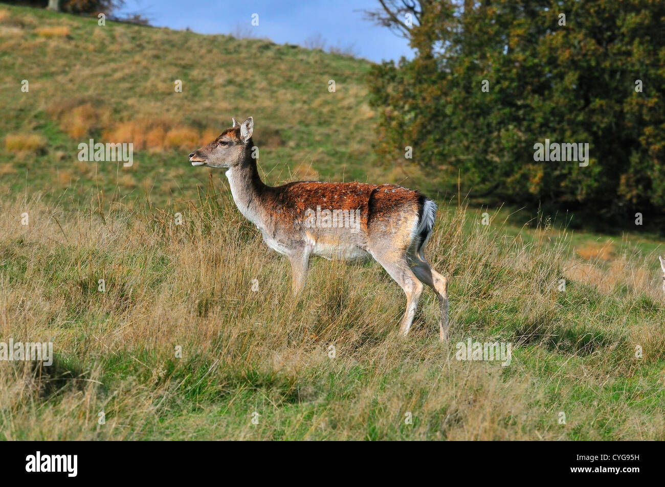 A Fallow deer doe  (dama dama) separated from the herd and the  Fallow deer buck  (nearby )during the rut or mating season Petworth, West Sussex, UK Stock Photo