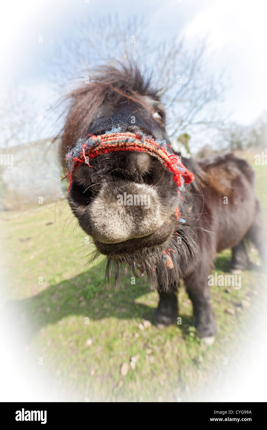 Shetland Pony Funny High Resolution Stock Photography And Images Alamy