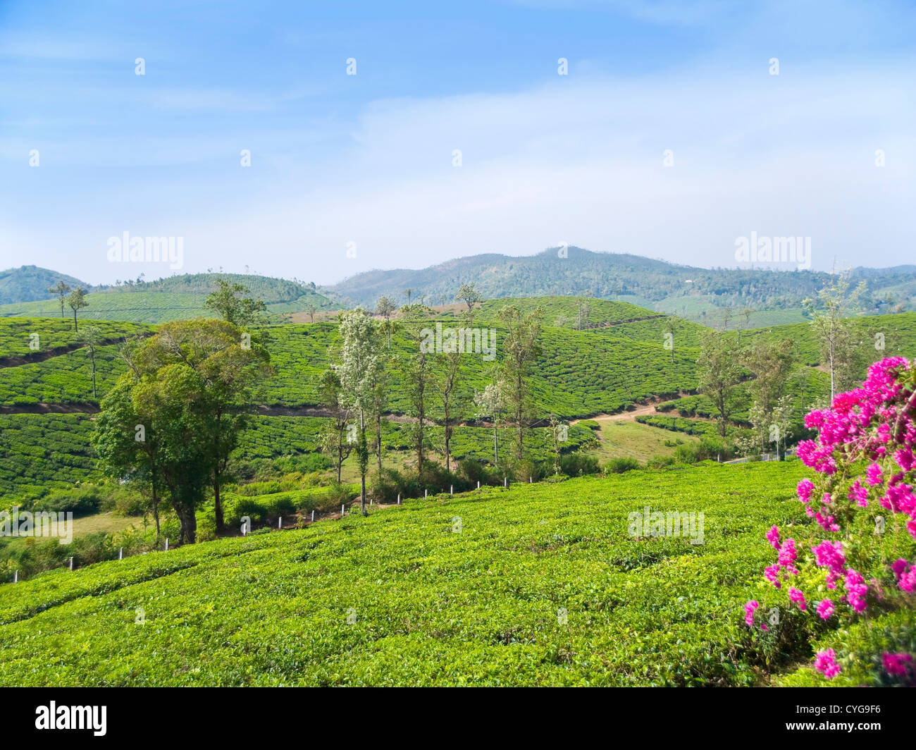 Horizontal view across the stunning tea plantation landscape in the high ranges of Idukki
