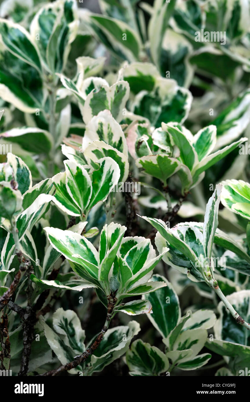 euonymus japonicus microphyllus albovariegatus green cream variegated leaves foliage evergreens shrubs closeup plant portraits Stock Photo