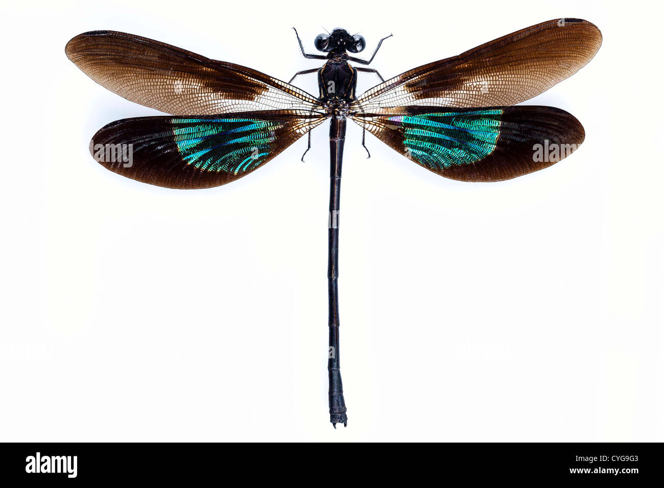 Dragonfly  green and brown Stock Photo