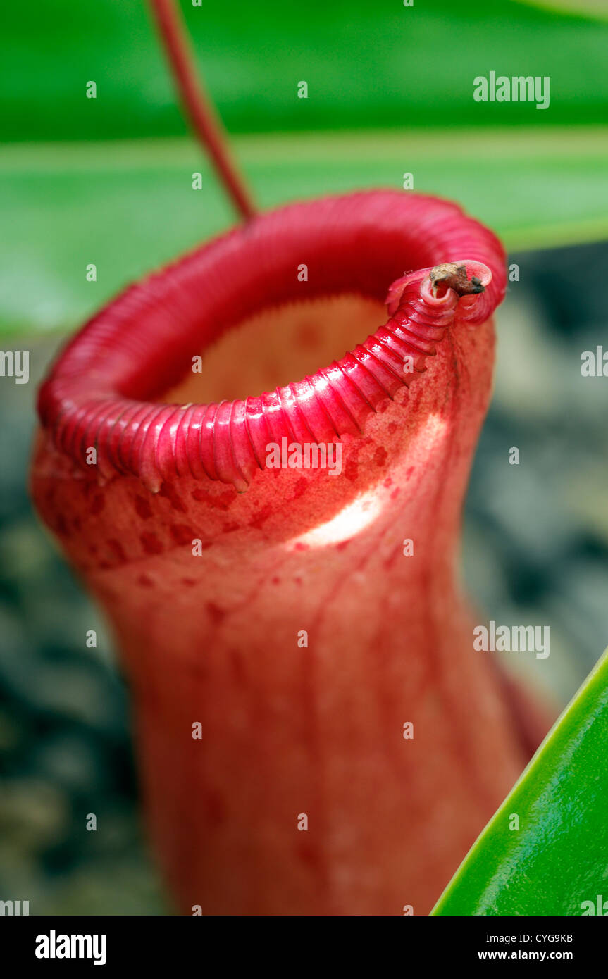 nepenthes x ventricosa monkey cup flower  red green markings flowers exotic tropical perennials pitcher plant carnivorous Stock Photo