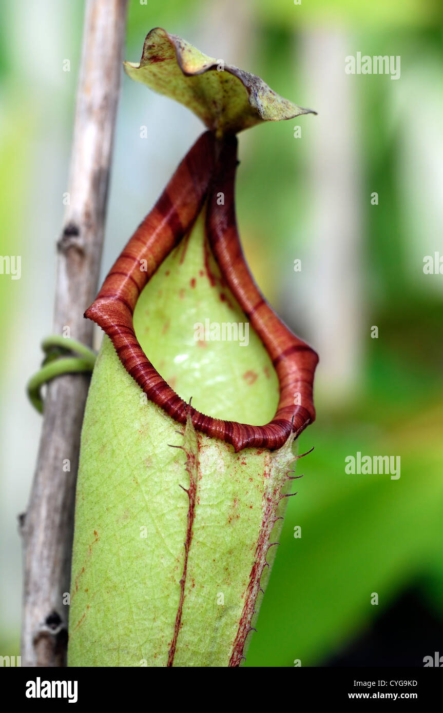 nepenthes x mixta monkey cup flower  red green markings flowers exotic tropical perennials pitcher plant carnivorous Stock Photo