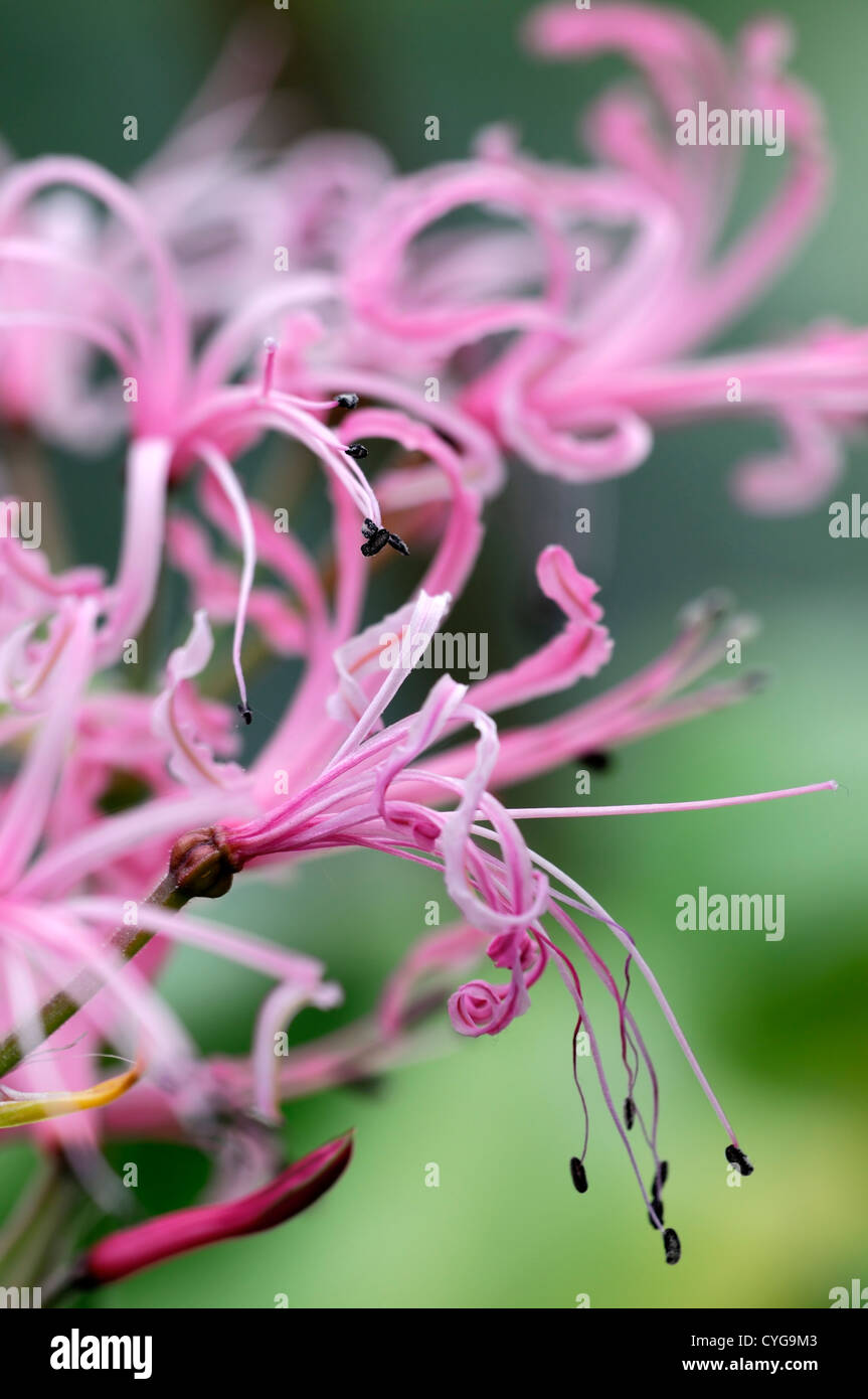 nerine filamentosa pink petals flowers flowering blooms bulbs closeups close-ups ups autumnal fall nerines plant portraits Stock Photo