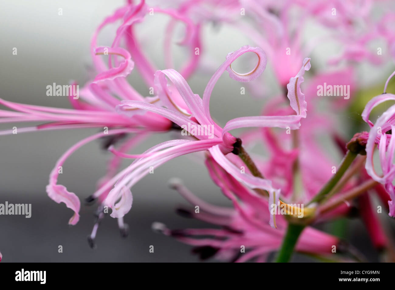 nerine filamentosa pink petals flowers flowering blooms bulbs closeups