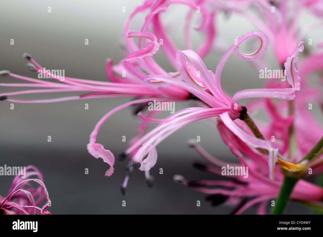 nerine filamentosa pink petals flowers flowering blooms bulbs closeups