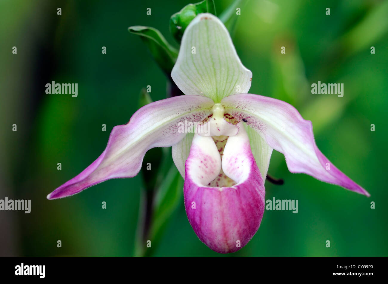 Phragmipedium x Sedenii phrag Orchid single pink flower green foliage Lady's Slipper Orchid one Stock Photo