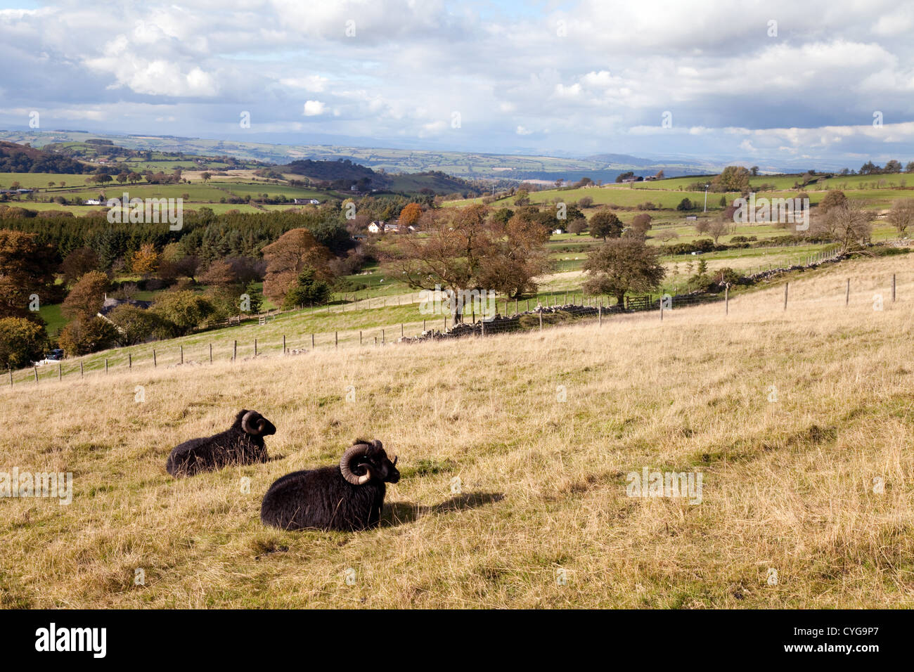 Two black rams in the Shropshire landscape near the Stiperstones ...