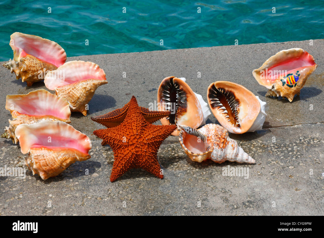 Queen conch shell and Oreaster reticulatus, starfish Stock Photo