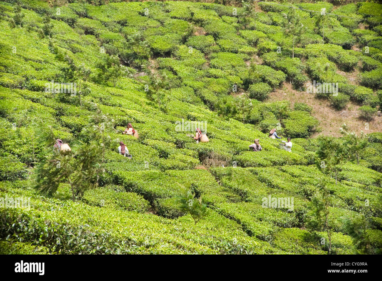 Silver Oak Tea Plantation High Resolution Stock Photography And Images Alamy