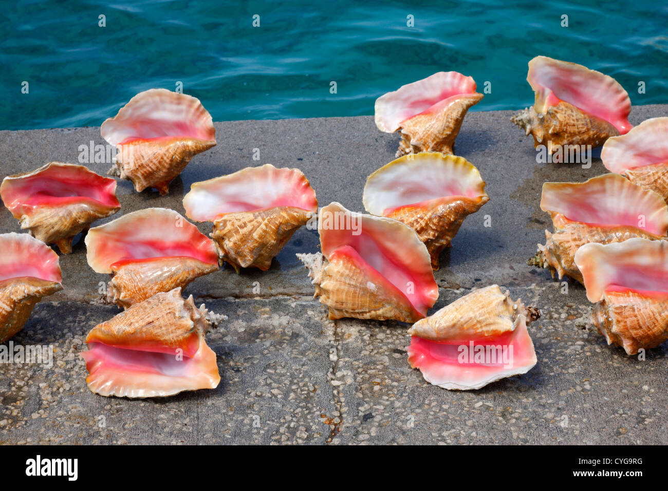 Queen conch shell Stock Photo