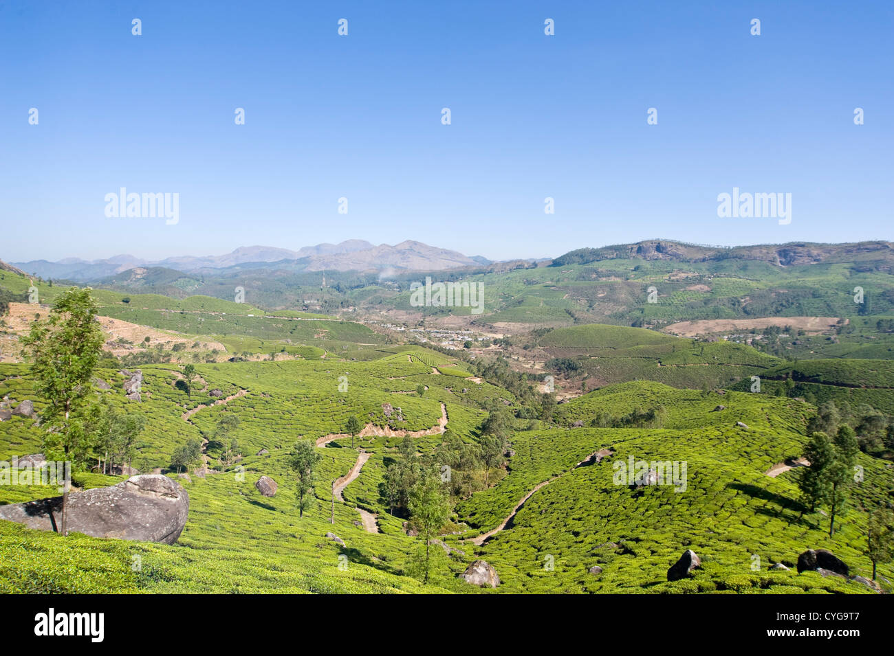 Horizontal view of the stunning tea plantation landscape in the high ranges of Idukki District