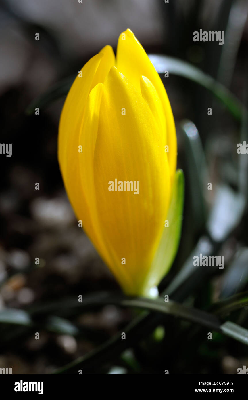 tulipa sylvestris species wild tulip closeup flower flowers flowering