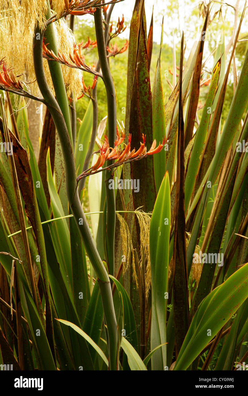 Flowers and leaves of the New Zealand Flax plant or Flax lily. Stock Photo