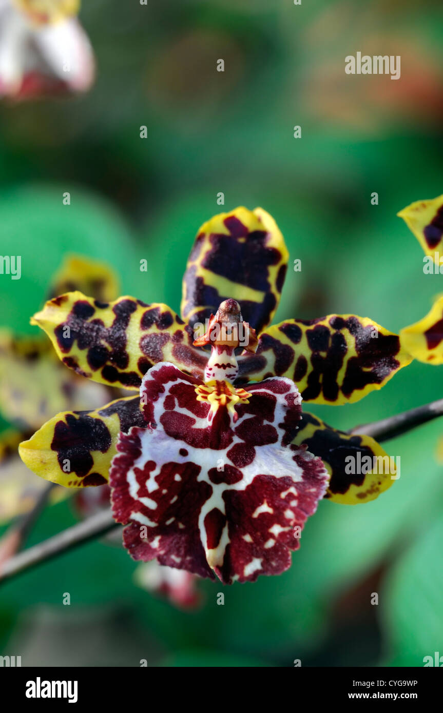 wilsonara tiger brew flower flowers exotic tropical orchid orchids closeup yellow cream brown markings plant portraits Stock Photo