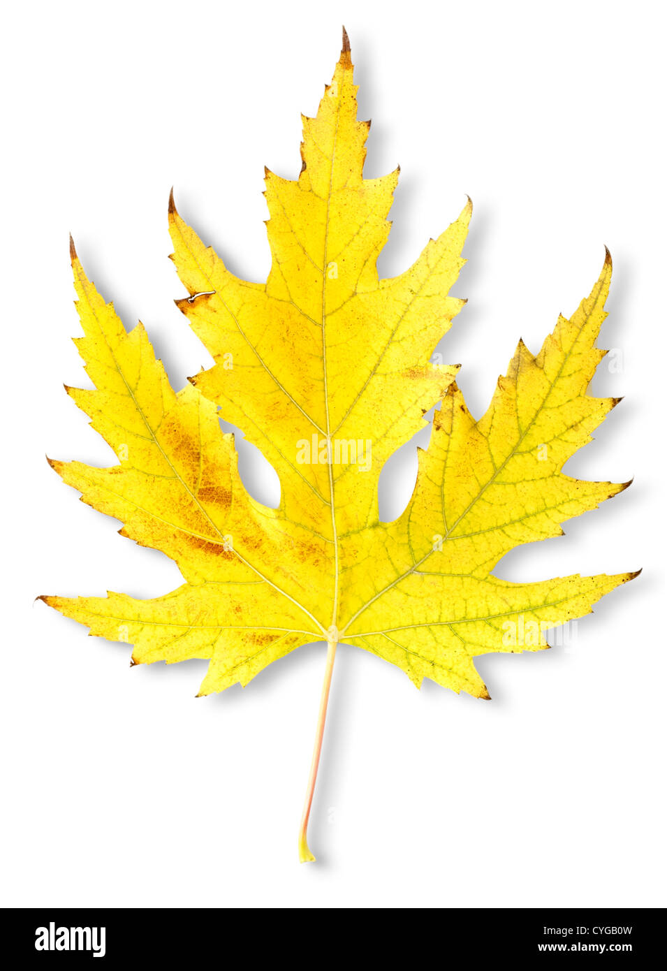 Autumn maple leaf hi-res stock photography and images - Alamy