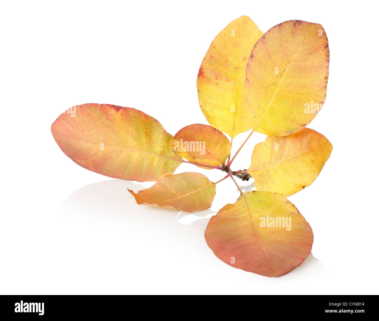 Branch with autumn leaves isolated on white background Stock Photo