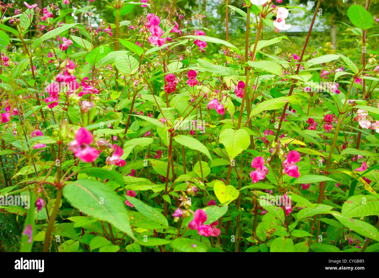 Pink flowers of Ornamental Jewelweed,Impatiens Gandulifera Stock Photo