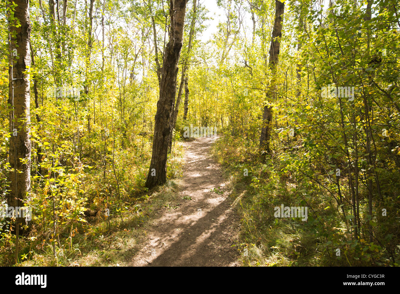 A walking path in the fall Stock Photo - Alamy