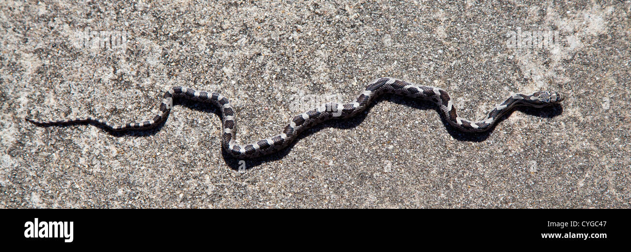 A young Black Rat Snake moves along the concrete. North Carolina Stock Photo