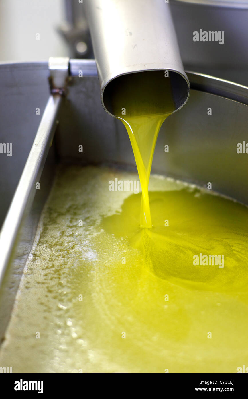 Extra virgin olive oil being produced at an olificio in the Abruzzo region of Italy. Stock Photo