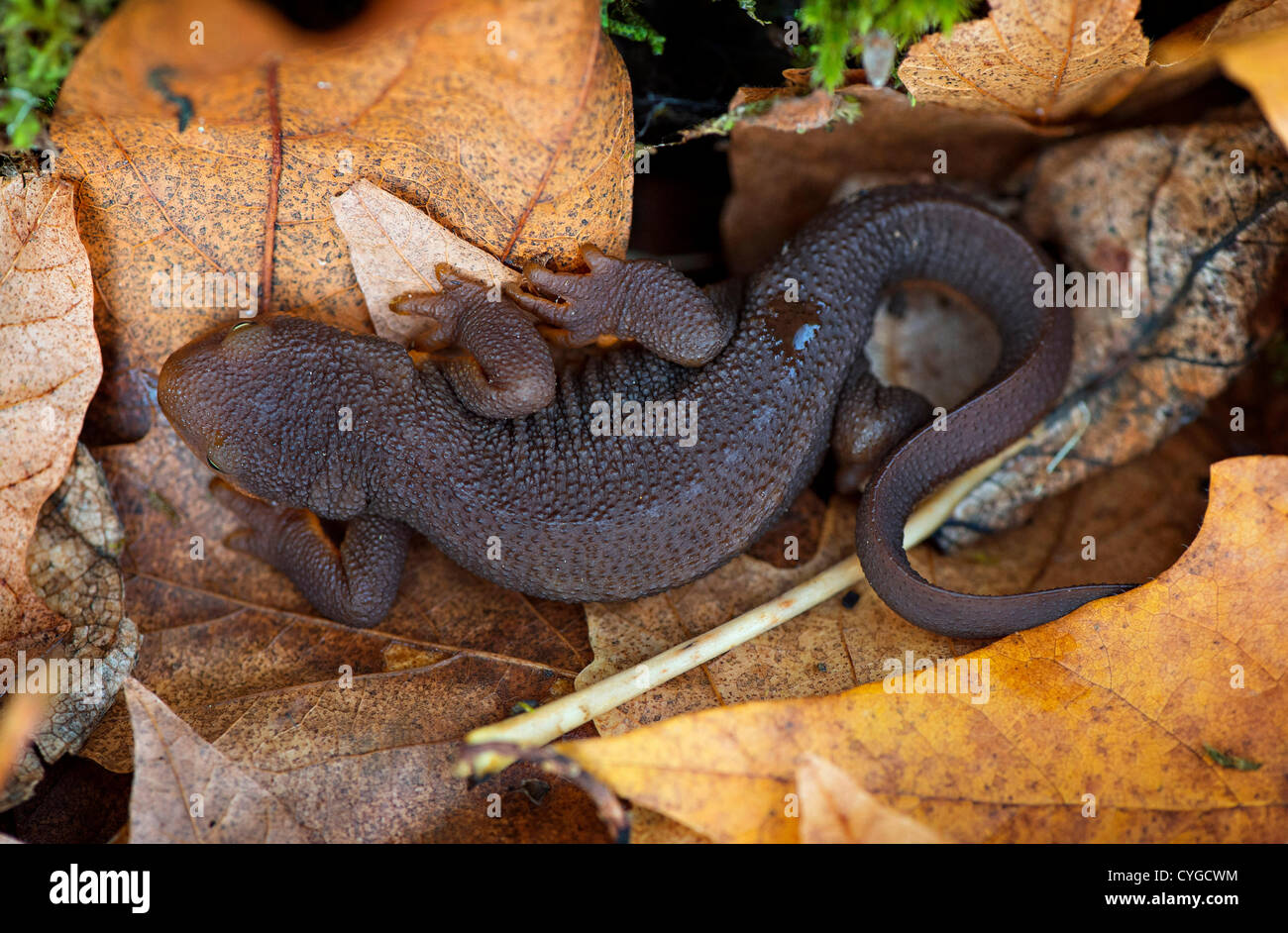 Tree Newt Nov. 4, 2012 - Elkton, Oregon, U.S - A wild rough skinned newt curls up ...