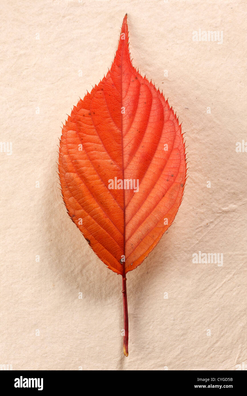 Leaf of paper hires stock photography and images Alamy