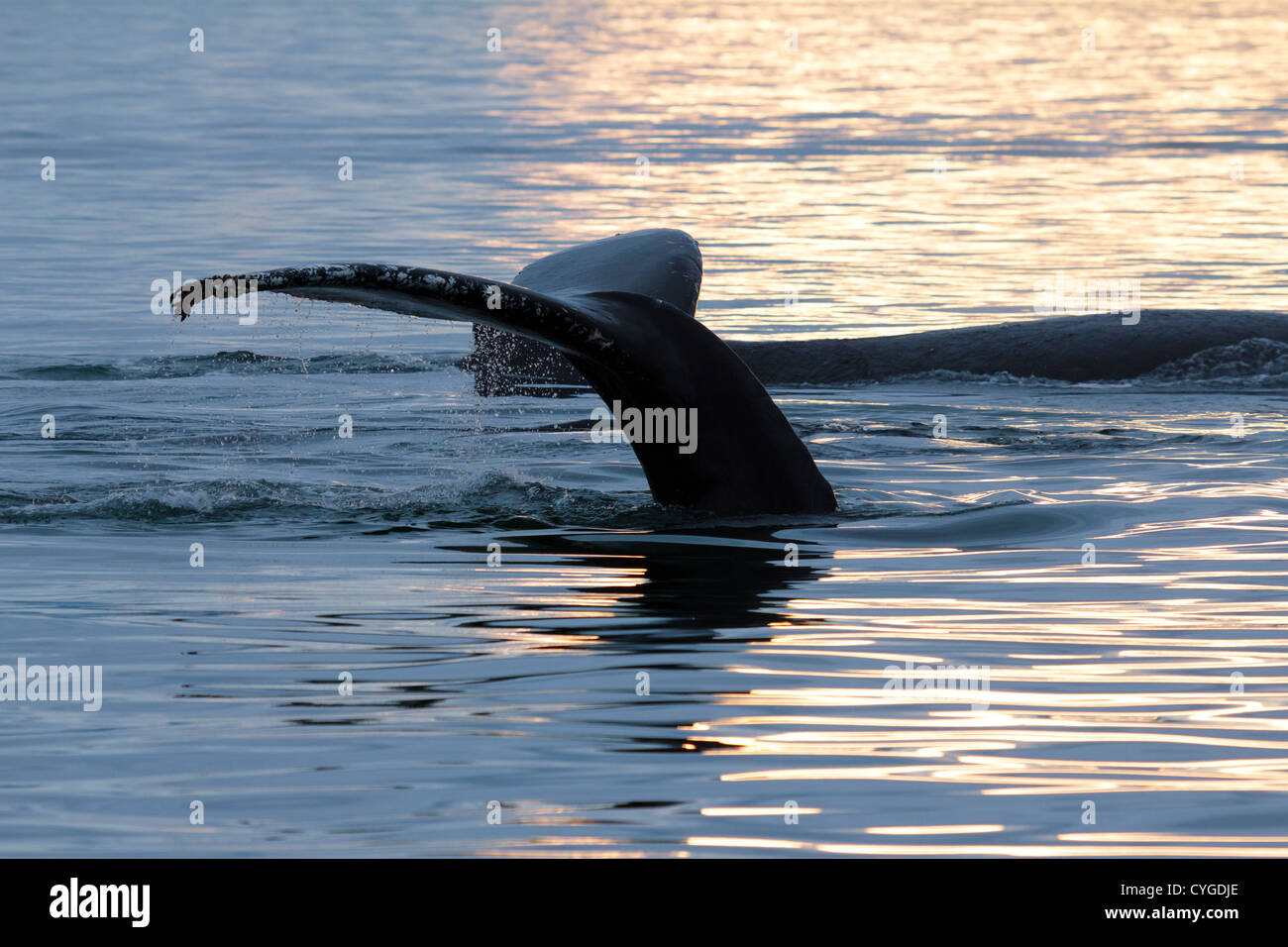 Humpback whale tail hi-res stock photography and images - Alamy