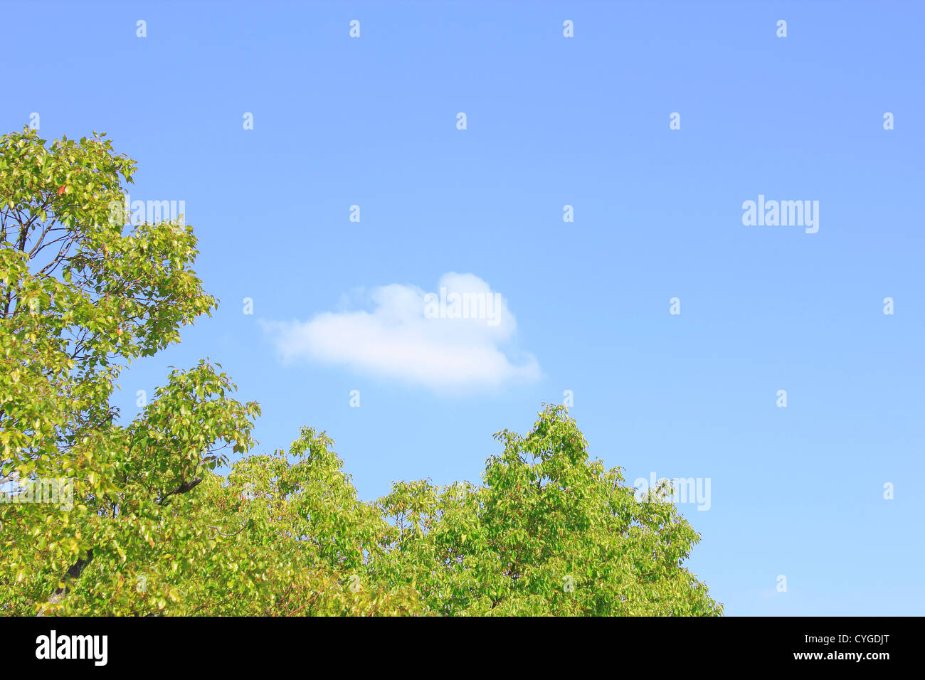 Tree, white clouds and blue sky Stock Photo - Alamy