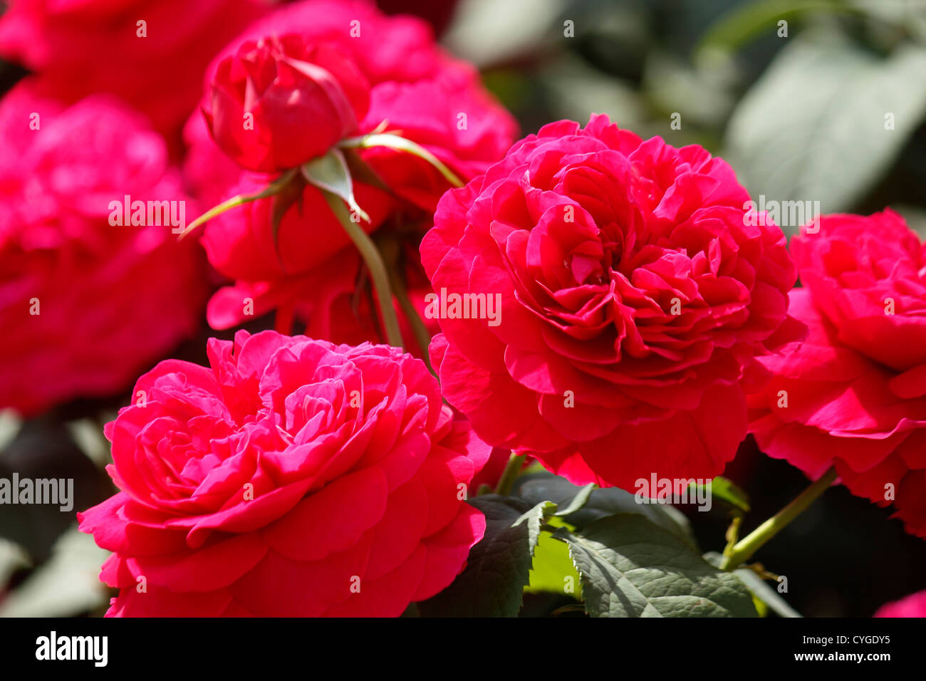 Red rose garden Stock Photo
