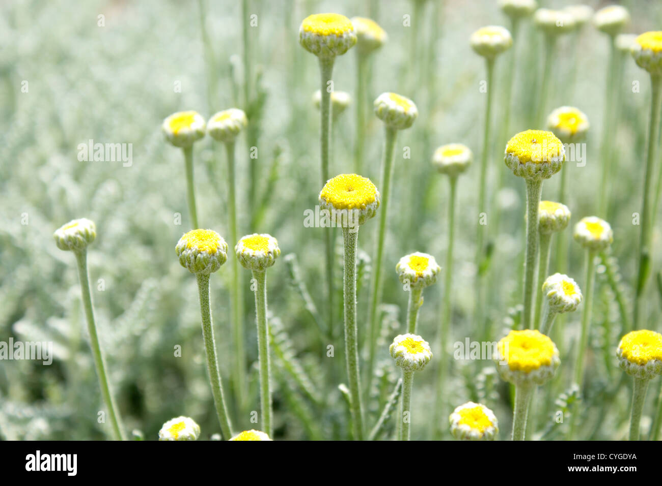 One stem multiple flowers hires stock photography and images Alamy