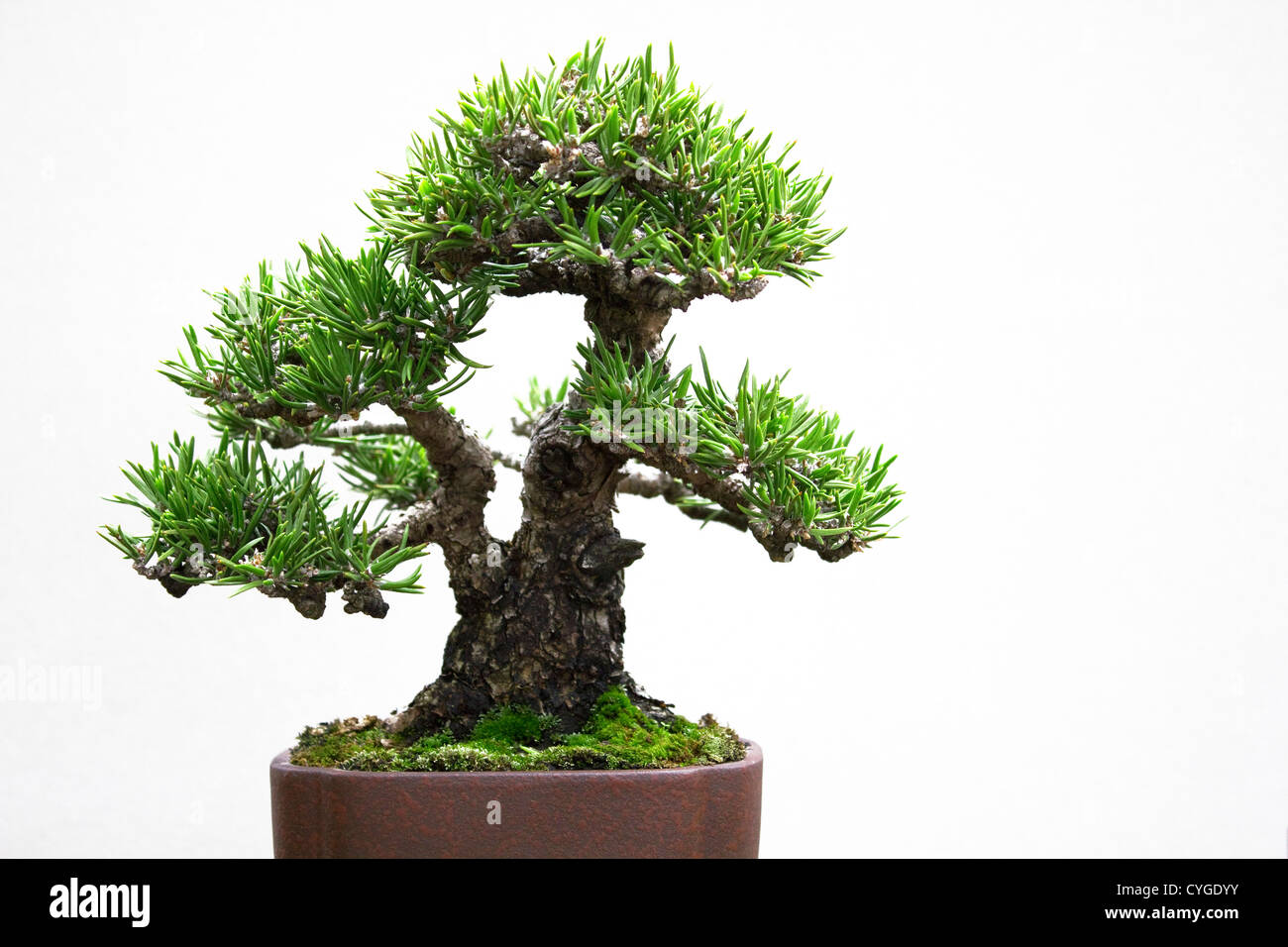 Pine bonsai tree Stock Photo