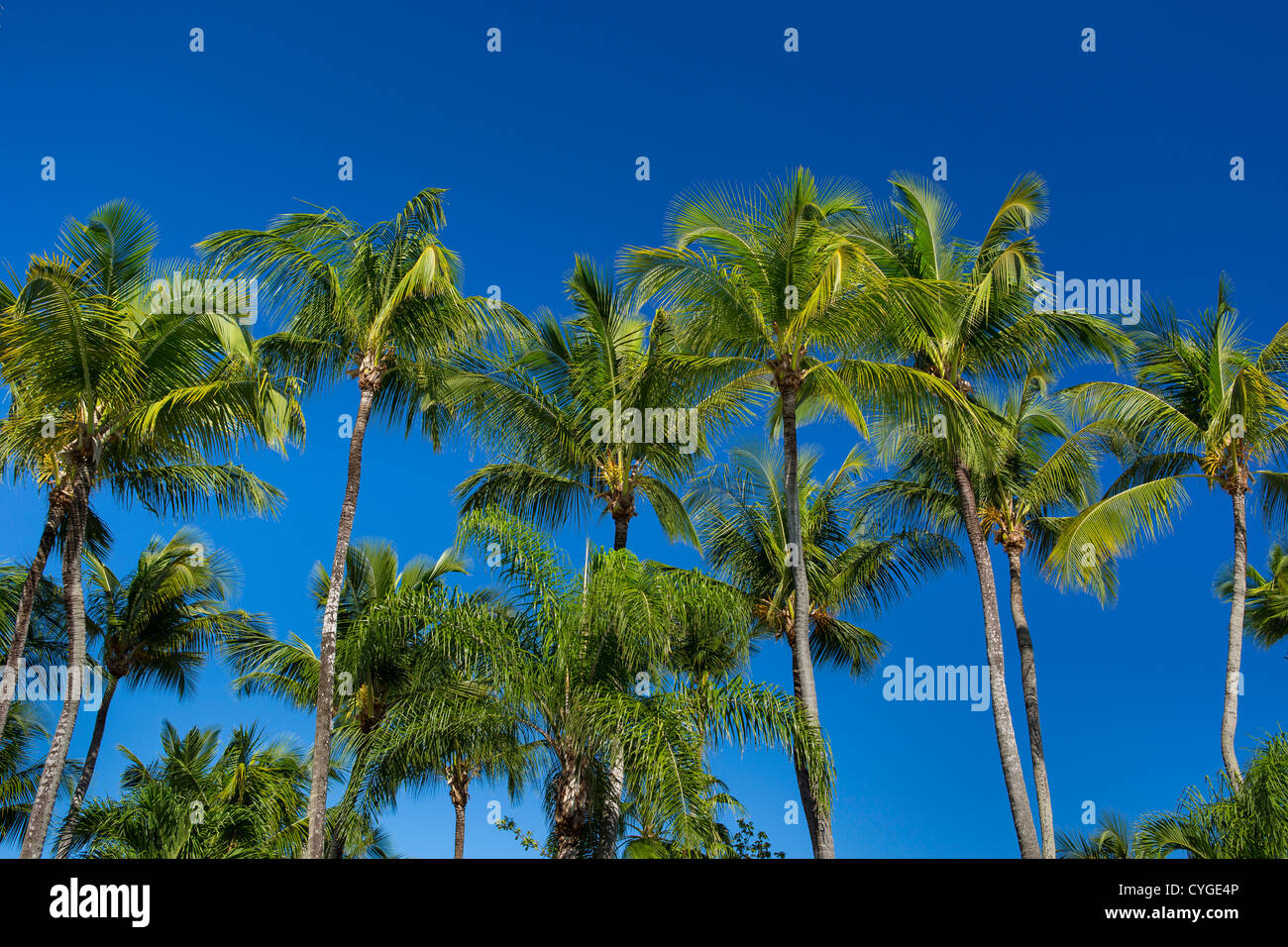 SAN JUAN, PUERTO RICO - Palm trees at Isla Verde beach resort area. Stock Photo