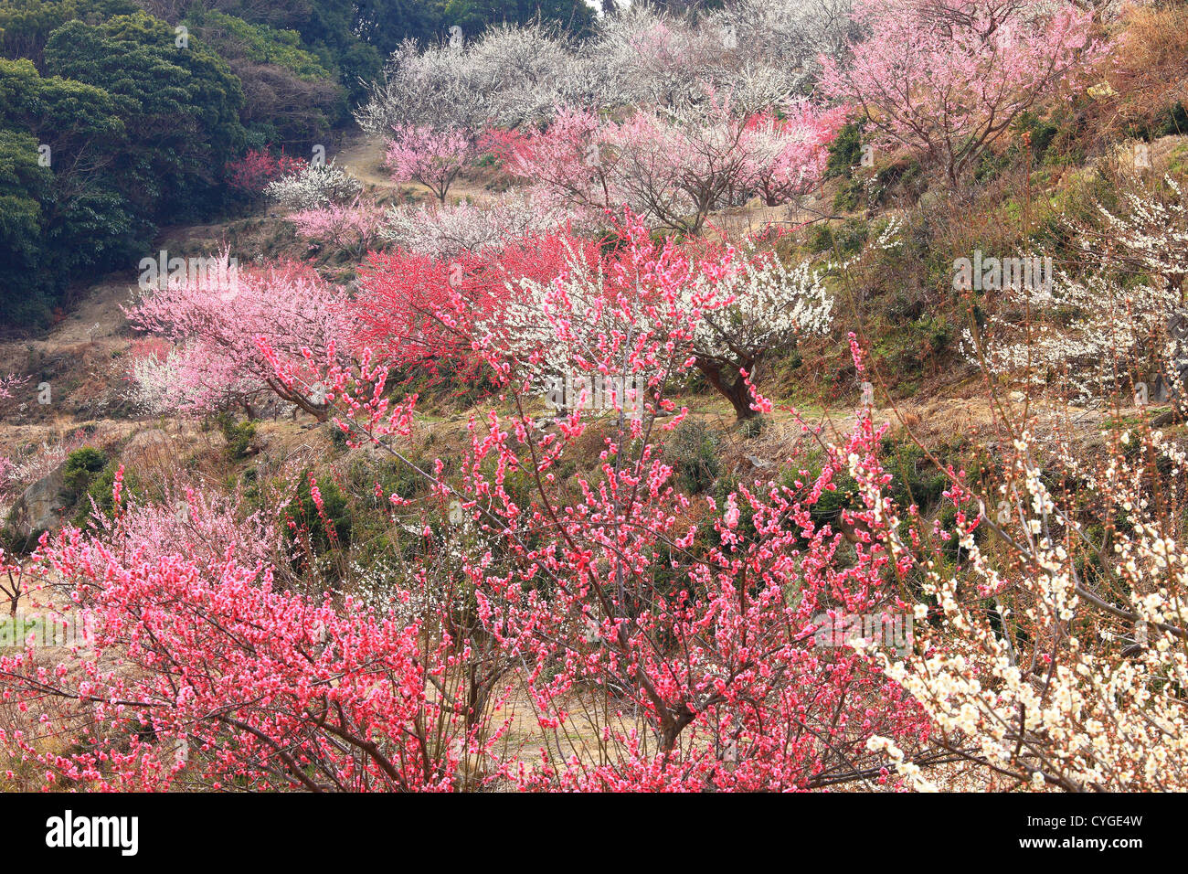 Plum trees at Ayabe mountain, Tatsuno, Hyogo Prefecture Stock Photo