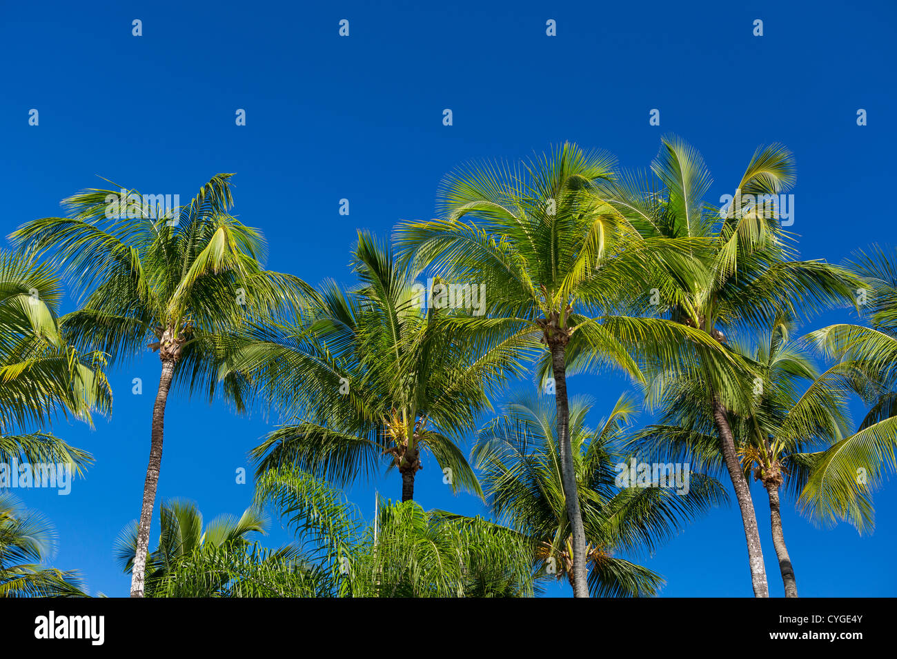 SAN JUAN, PUERTO RICO - Palm trees at Isla Verde beach resort area. Stock Photo