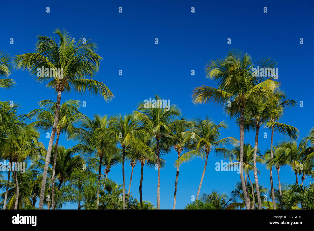 SAN JUAN, PUERTO RICO - Palm trees at Isla Verde beach resort area. Stock Photo