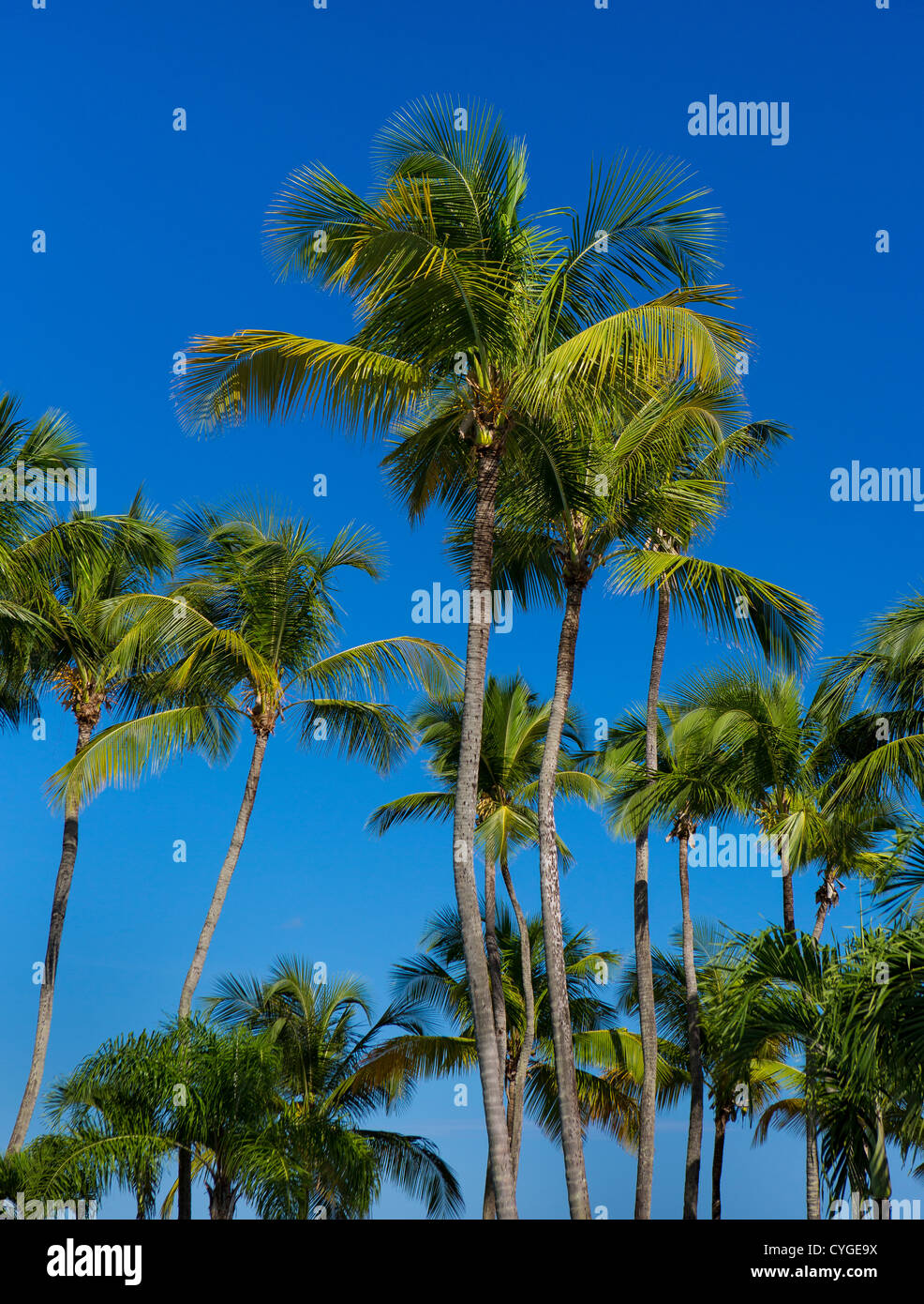 SAN JUAN, PUERTO RICO - Palm trees at Isla Verde beach resort area. Stock Photo