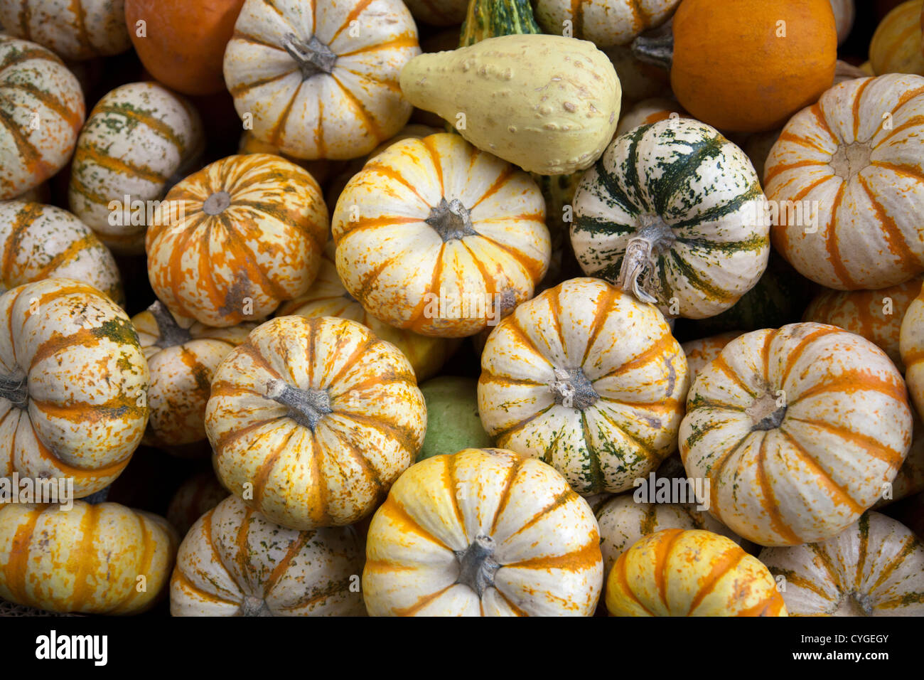 Pumpkin and Squash Varieties at Jamaica Market Mexico City DF Stock