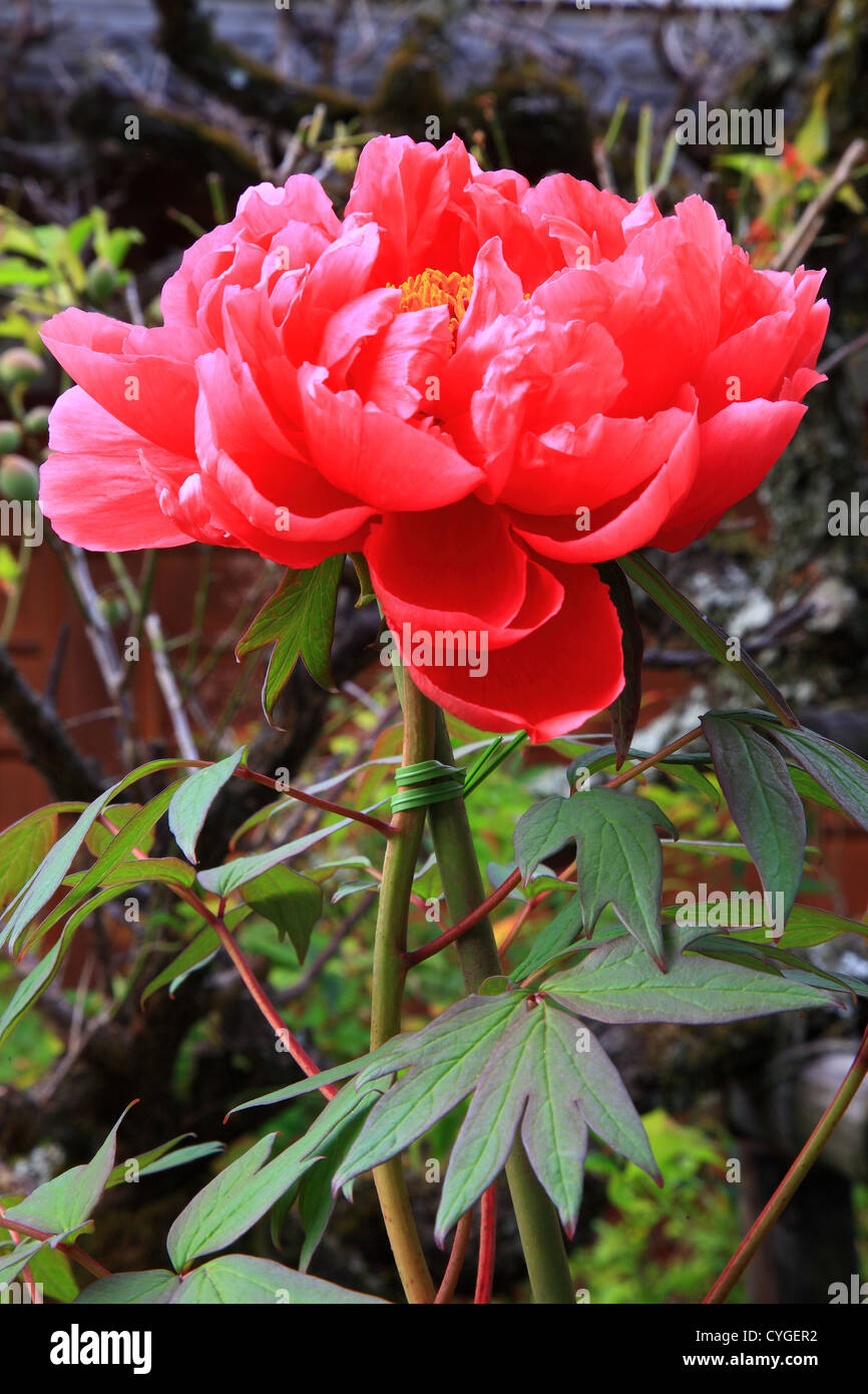 Peony in full bloom Stock Photo Alamy