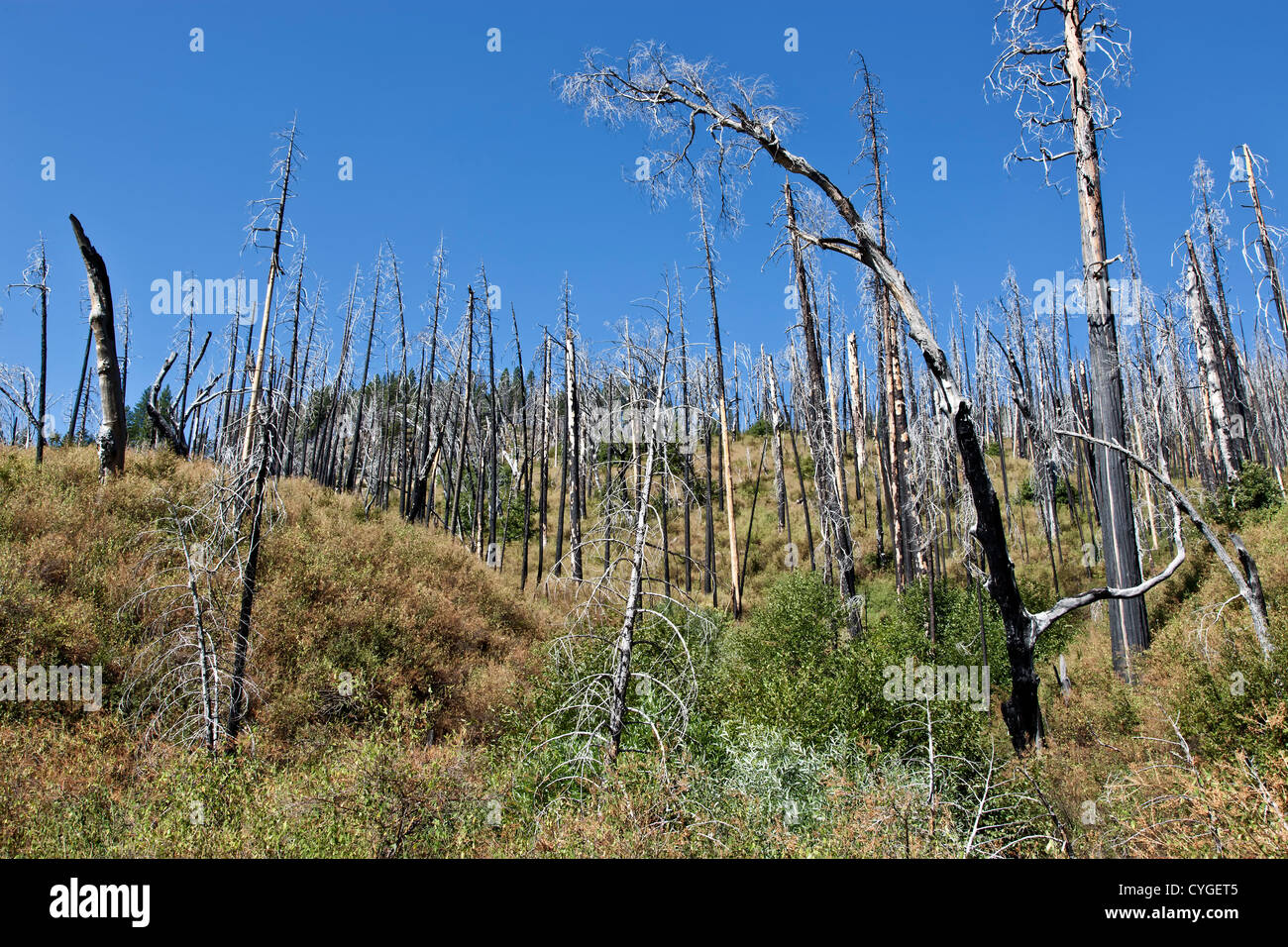 Remains of a forest fire, White Fir snags. Stock Photo