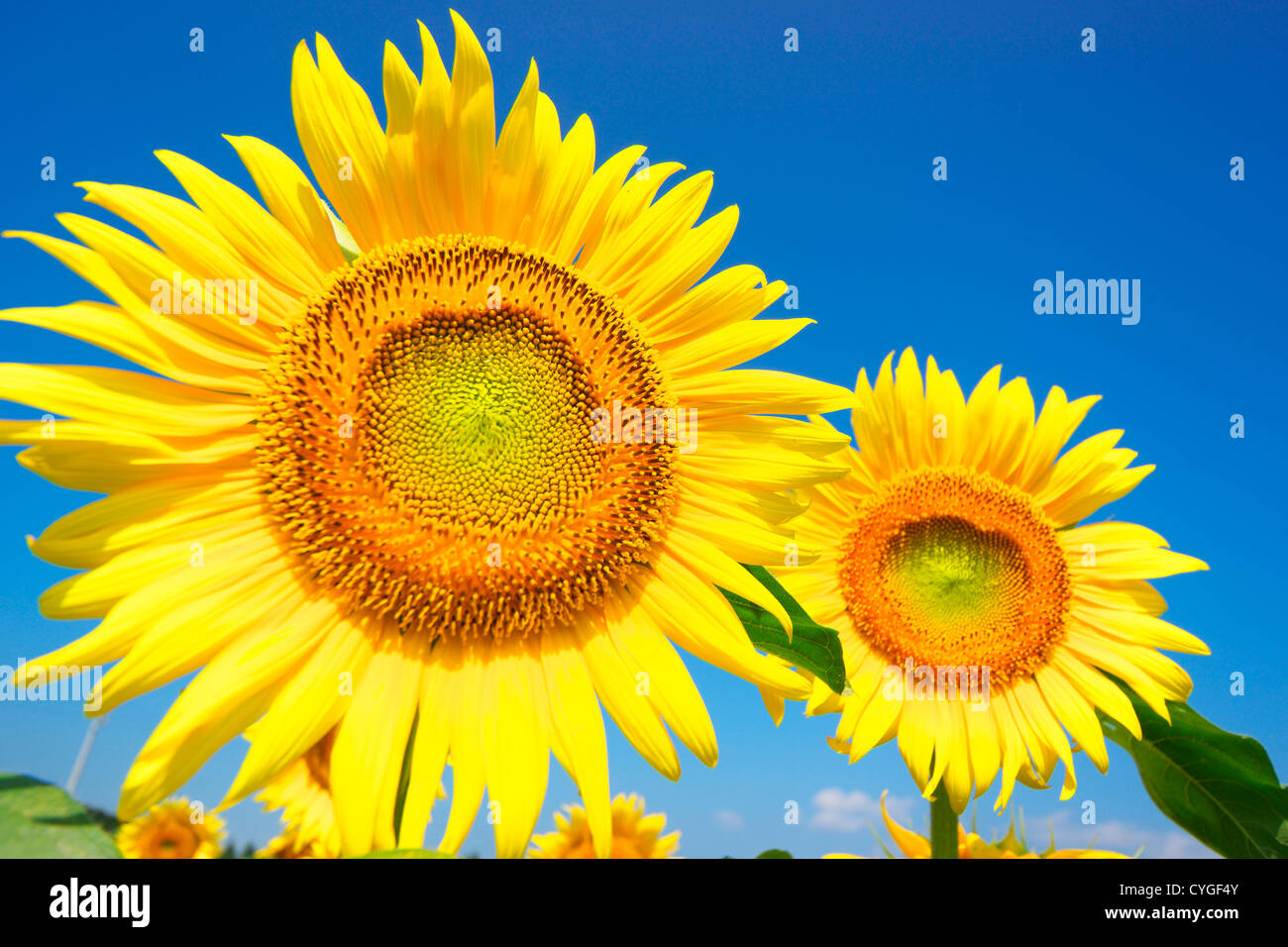 Close up two sunflowers hi-res stock photography and images - Alamy