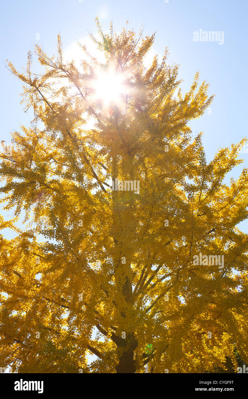 Yellow leaves of Ginkgo Biloba Stock Photo