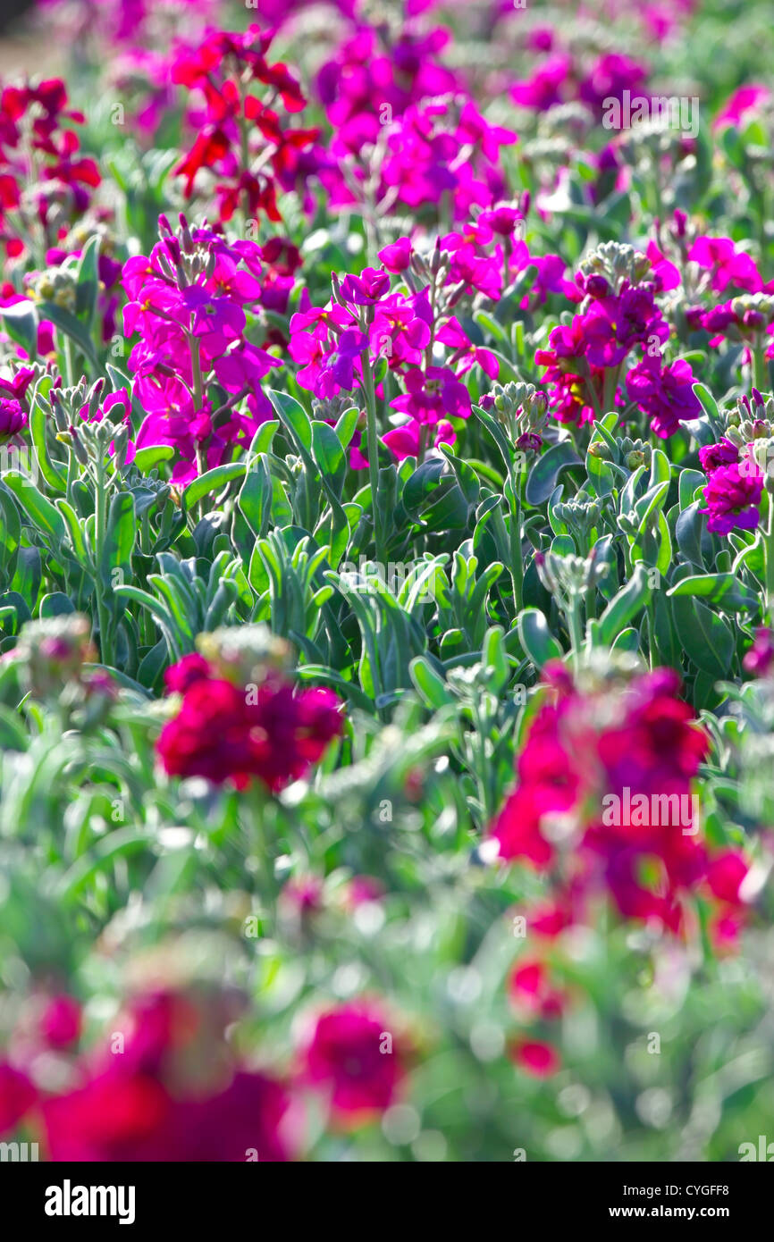 Cruciferae flower field in Chiba Stock Photo - Alamy