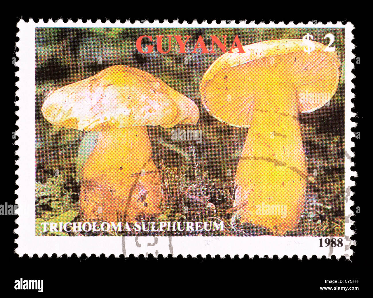 Postage stamp from Guyana depicting mushrooms (Tricholoma sulphureum) Stock Photo