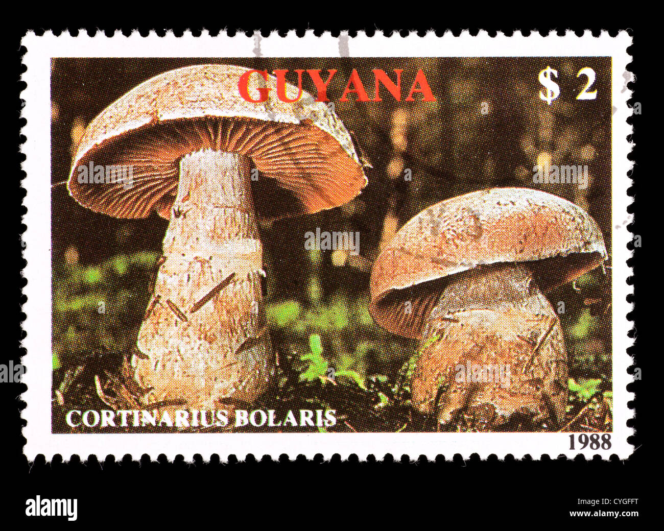 Postage stamp from Guyana depicting two mushrooms (Cortinarius bolaris) Stock Photo