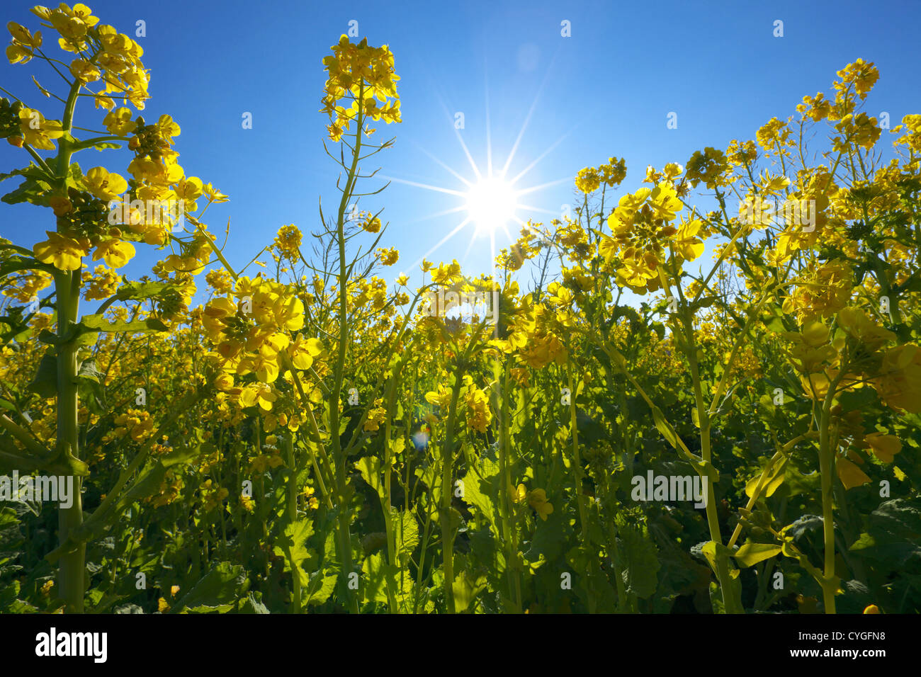 Field mustard field Stock Photo Alamy