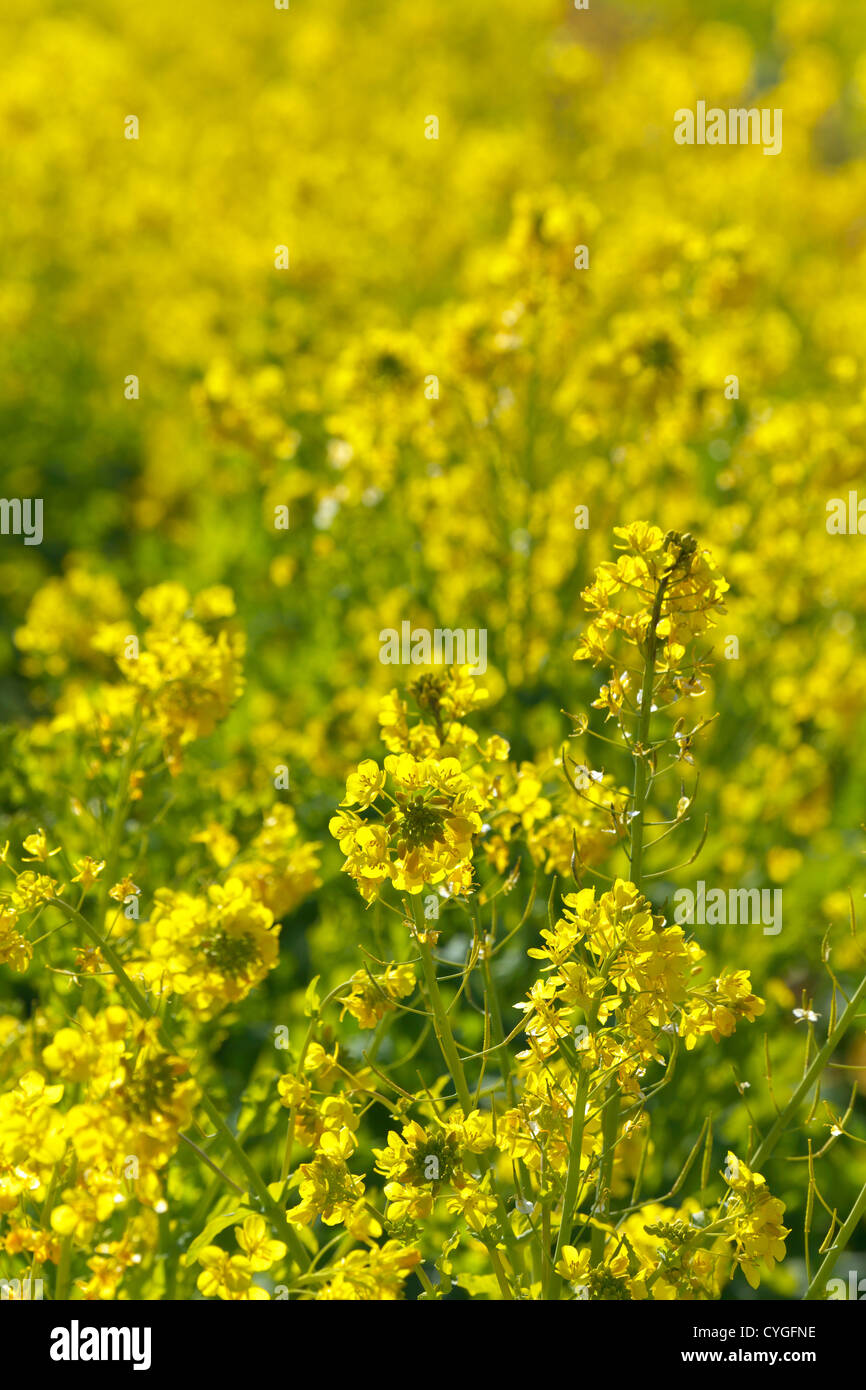 Field mustard field Stock Photo Alamy